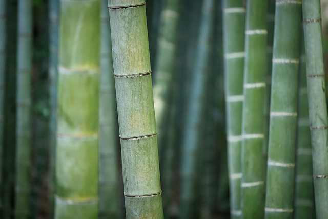 Bæredygtighed møder stil: Opgrader din undertøjskollektion med bambus underbukser